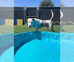 OLIVIER - Male Bull Terrier-Unknown Mix Dog for Adoption - Small photo