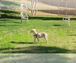 Small Photo #29 Dogo Argentino Puppy For Sale in BEAUMONT, CA, USA