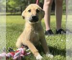 Small #2 German Shepherd Dog-Great Pyrenees Mix