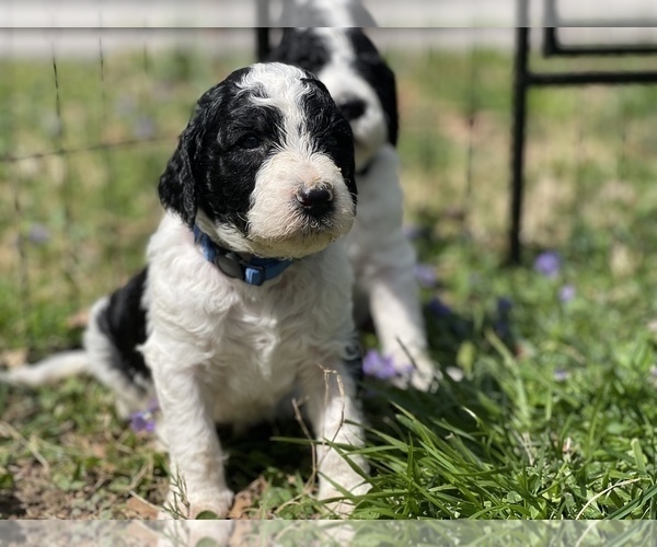 Medium Photo #16 Goldendoodle Puppy For Sale in LOTHIAN, MD, USA