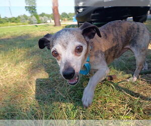 Chihuahua-Unknown Mix Dogs for adoption in Muskegon, MI, USA
