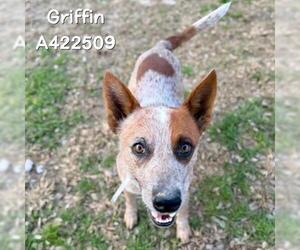 Mutt Dogs for adoption in Conroe, TX, USA