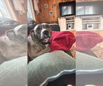 Small #6 American Pit Bull Terrier Mix