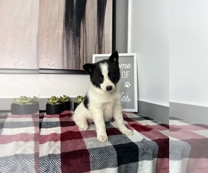 Australian Shepherd-Pomeranian Mix Puppy for sale in FRANKLIN, IN, USA