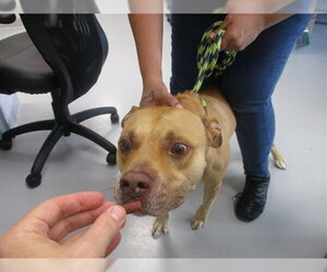 Staffordshire Bull Terrier Dogs for adoption in Ocala, FL, USA