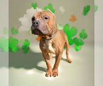 Small #4 Staffordshire Bull Terrier