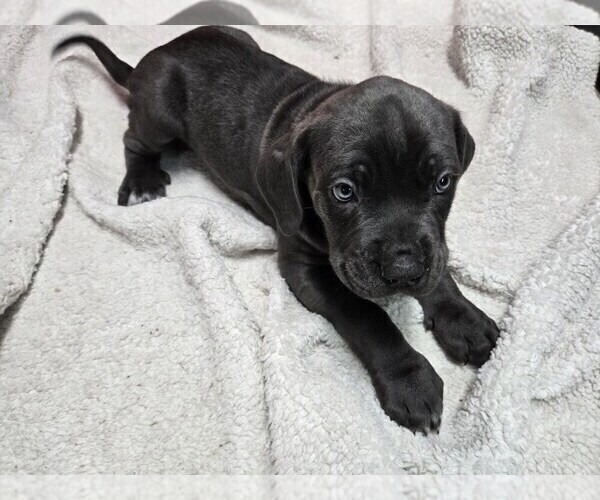Medium Photo #1 Cane Corso Puppy For Sale in EAST HAMPTON, CT, USA