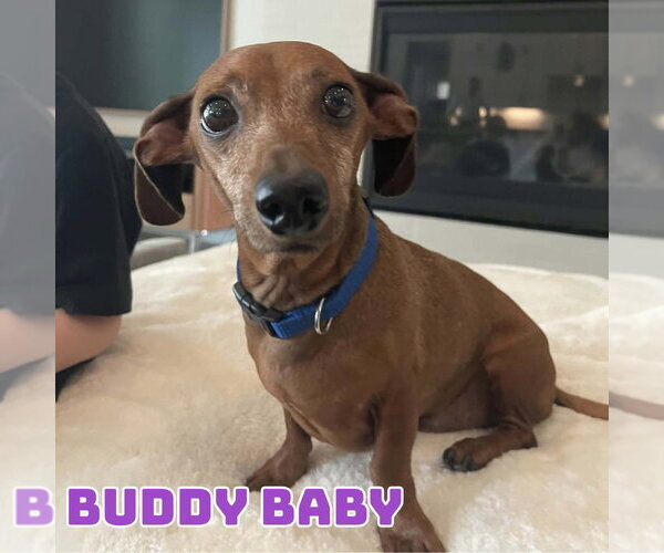 Medium Photo #6 Dachshund-Unknown Mix Puppy For Sale in San Antonio, TX, USA