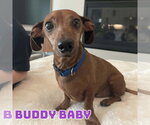 Small #5 Dachshund Mix