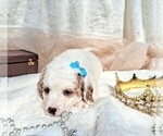 Small Photo #84 Goldendoodle (Miniature) Puppy For Sale in GASTONIA, NC, USA