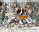Small #6 Cavalier King Charles Spaniel-Jack Russell Terrier Mix