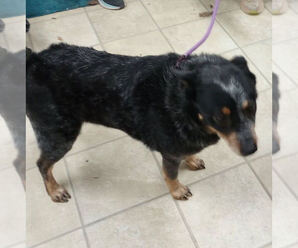 Medium Photo #2 Mutt Puppy For Sale in Frenchburg, KY, USA