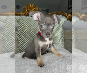 Chihuahua Puppy for sale in CHARLOTTE, NC, USA