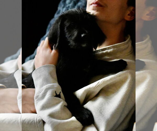 Medium Photo #1 Labrador Retriever-Unknown Mix Puppy For Sale in Mechanicsburg, PA, USA