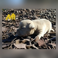 American Pit Bull Terrier Puppy for sale in HATTIESBURG, MS, USA