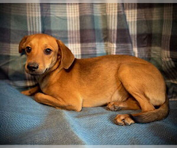 Medium Photo #3 Chihuahua-Unknown Mix Puppy For Sale in Pleasanton, TX, USA