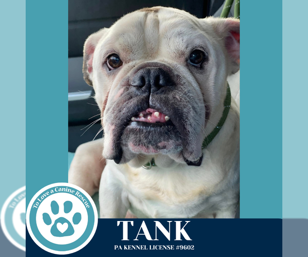 Medium Photo #2 Bulldog Puppy For Sale in Kimberton, PA, USA