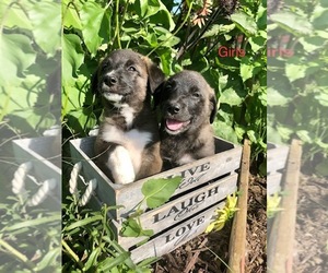 Borador Dogs for adoption in ARMADA, MI, USA