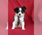 Small Photo #3 Papillon Puppy For Sale in OXFORD, PA, USA