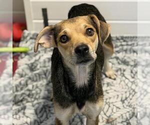 Raggle Dogs for adoption in San Diego, CA, USA