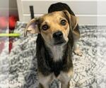 Phoenix - Female Raggle Dog for Adoption - Small photo