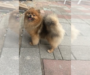 Father of the Pomeranian puppies born on 04/29/2025