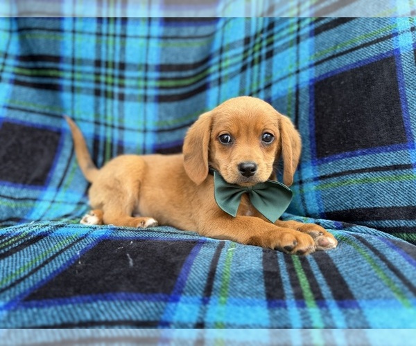 Medium Photo #4 Beagle-Labradoodle Mix Puppy For Sale in LAKELAND, FL, USA