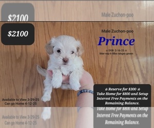 Poodle (Toy)-Zuchon Mix Puppy for sale in TUCSON, AZ, USA