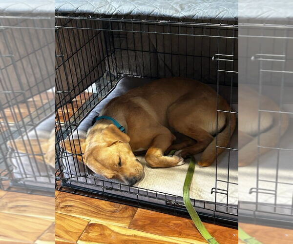 Medium Photo #11 Labrador Retriever-Unknown Mix Puppy For Sale in San Diego, CA, USA