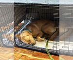 Small #10 Labrador Retriever Mix
