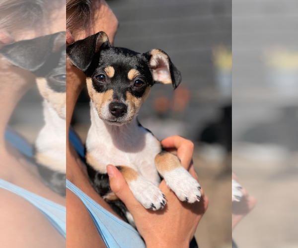 Medium Photo #1 Chiweenie Puppy For Sale in Dana Point, CA, USA