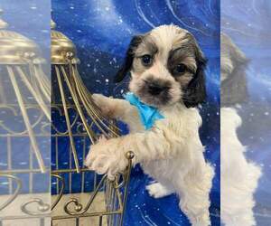 Cocker Spaniel-Poodle (Miniature) Mix Puppy for sale in INDIANAPOLIS, IN, USA