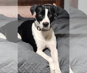 American Pit Bull Terrier-Great Dane Mix Dogs for adoption in Oakhurst, NJ, USA