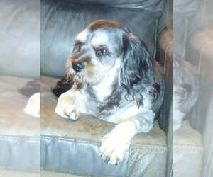 Mother of the Cavapoo puppies born on 05/26/2025