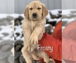Puppy Frosty Golden Retriever