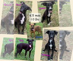 Small #5 Chihuahua-Whippet Mix