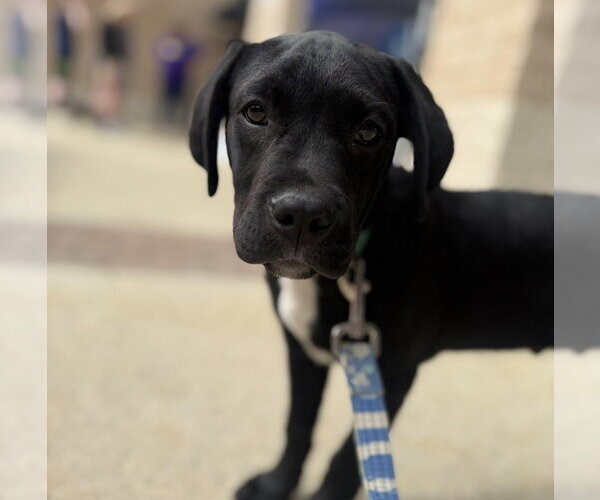 Medium Photo #5 Labrador Retriever-Unknown Mix Puppy For Sale in Thomasville, NC, USA