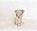 Puppy Mina Chihuahua