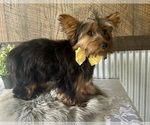 Small #4 Yorkshire Terrier