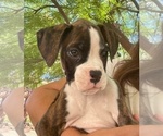 Puppy Male 2 Boxer