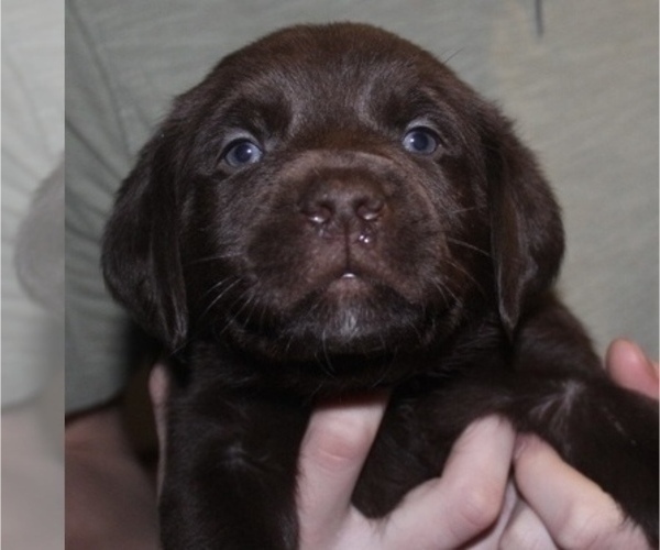 Medium Photo #2 Labrador Retriever Puppy For Sale in MANSFIELD, MO, USA