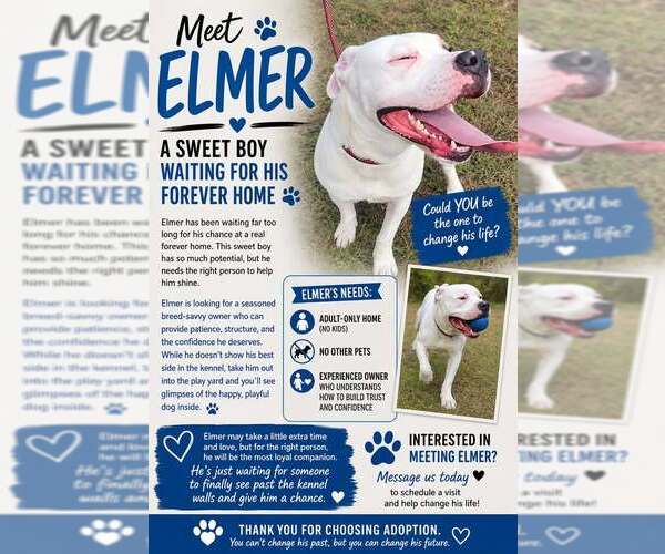 Medium Photo #2 American Bulldog Puppy For Sale in Crandall, GA, USA