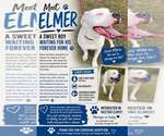 Small #1 American Bulldog