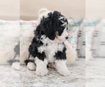 Small Photo #2 Miniature Bernedoodle Puppy For Sale in NORTH LAWRENCE, OH, USA