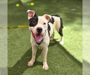 Mutt Dogs for adoption in Las Vegas, NV, USA