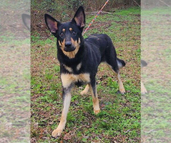 Medium Photo #1 German Shepherd Dog-Unknown Mix Puppy For Sale in Wetumpka, AL, USA