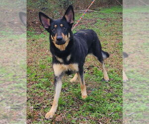 German Shepherd Dog-Unknown Mix Dogs for adoption in Wetumpka, AL, USA