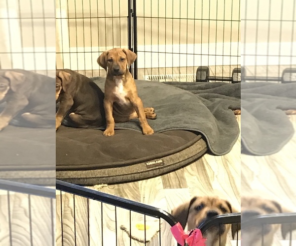 Medium Photo #7 Black Mouth Cur Puppy For Sale in NAMPA, ID, USA