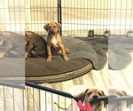 Small Photo #7 Black Mouth Cur Puppy For Sale in NAMPA, ID, USA