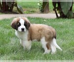 Small Photo #7 Saint Bernard Puppy For Sale in FREDERICKSBG, OH, USA